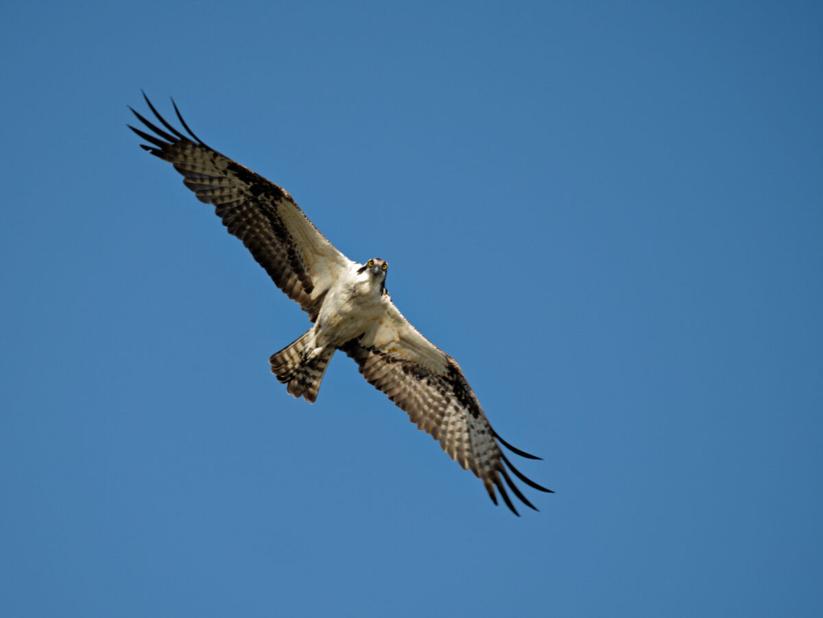 An osprey flying overhead looks down into the camera